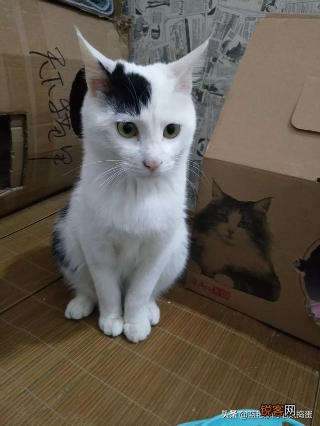养品种猫和一般宠物猫区别是什么？