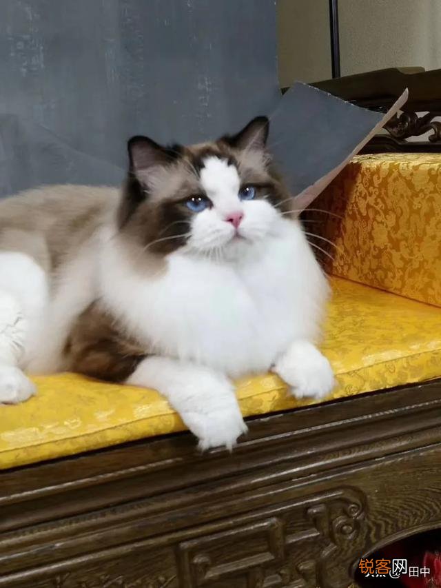 养品种猫和一般宠物猫区别是什么？