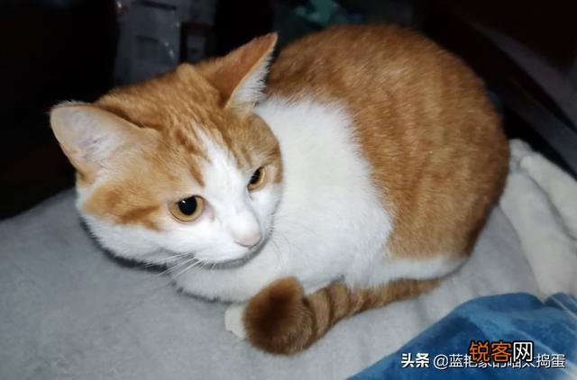 养品种猫和一般宠物猫区别是什么？