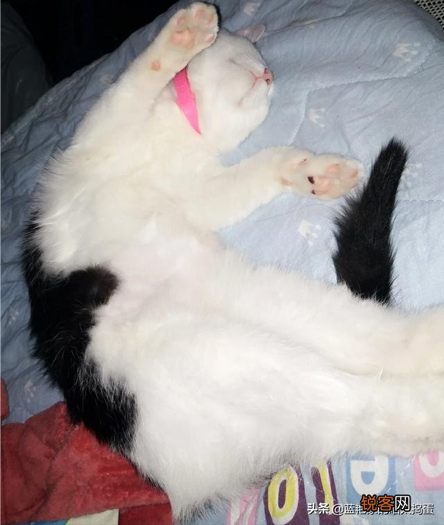 养品种猫和一般宠物猫区别是什么？