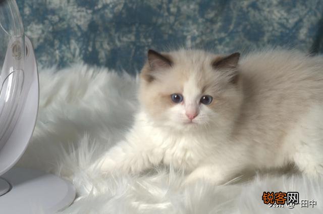 养品种猫和一般宠物猫区别是什么？