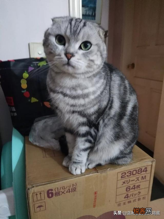 养品种猫和一般宠物猫区别是什么？
