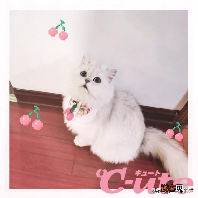 养品种猫和一般宠物猫区别是什么？
