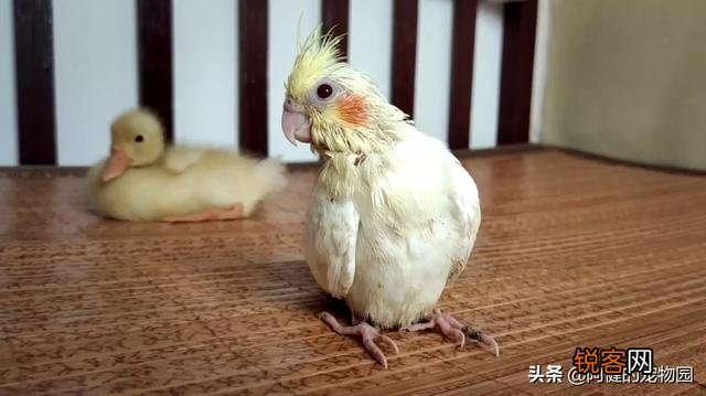 什么宠物最粘人？