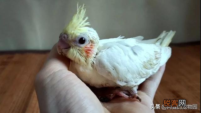 什么宠物最粘人？