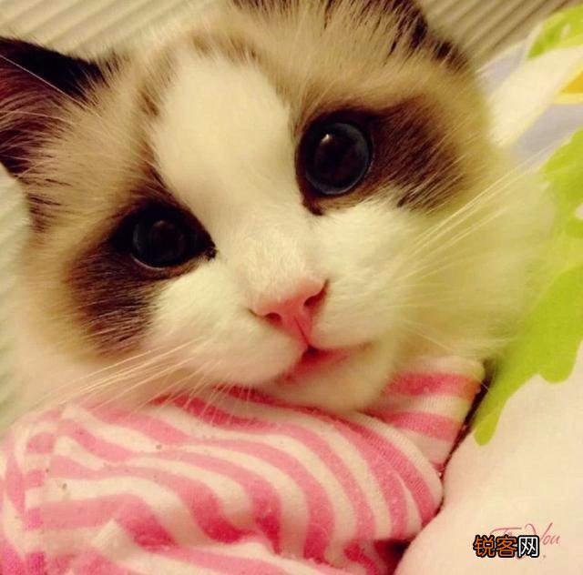 最受欢迎的宠物猫种类有哪些？