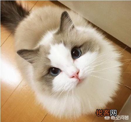 最受欢迎的宠物猫种类有哪些？