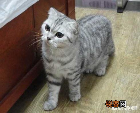 最受欢迎的宠物猫种类有哪些？