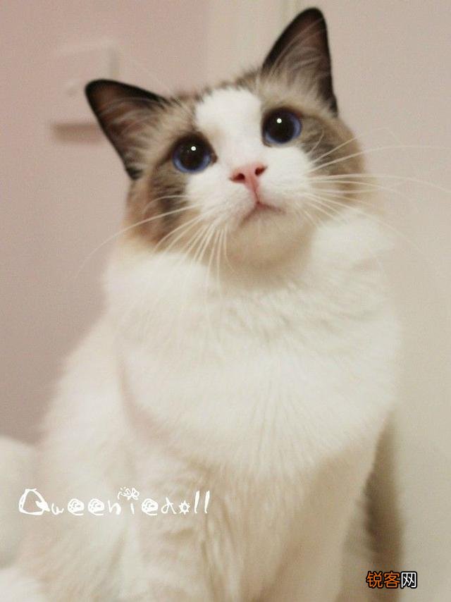 最受欢迎的宠物猫种类有哪些？
