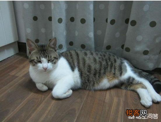 最受欢迎的宠物猫种类有哪些？