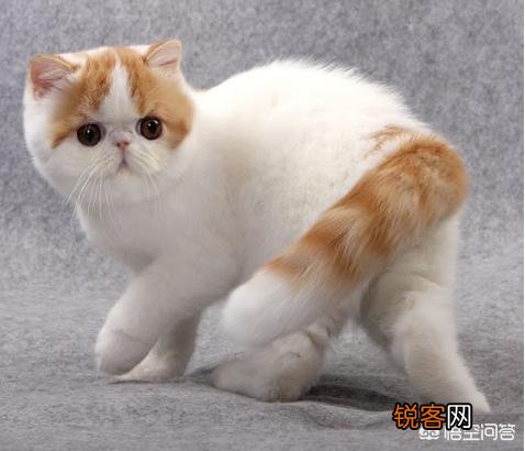 最受欢迎的宠物猫种类有哪些？