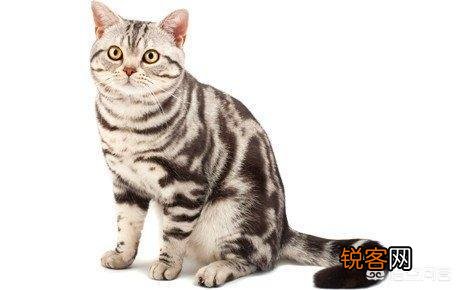 最受欢迎的宠物猫种类有哪些？
