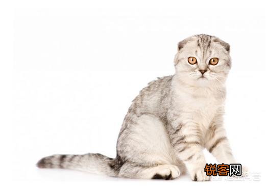 最受欢迎的宠物猫种类有哪些？