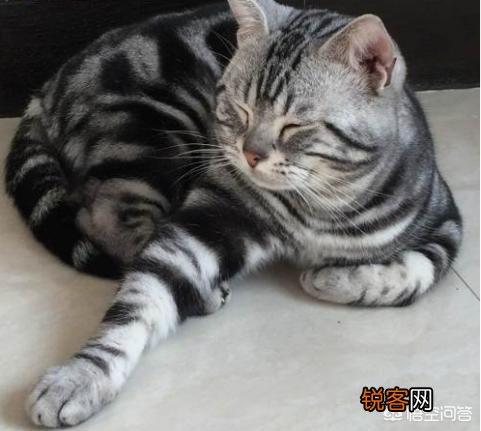 最受欢迎的宠物猫种类有哪些？