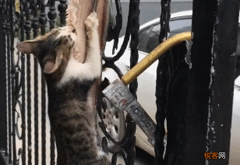 猫咪可以吃带鱼吗?