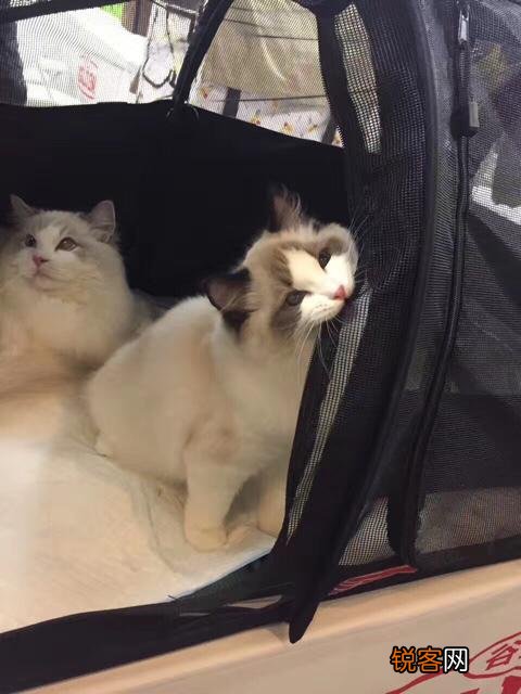 北京布偶猫多少钱一只？