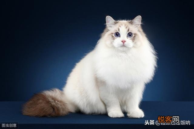 大概多少钱能入手一只品相差不多的海双布偶妹妹呀？
