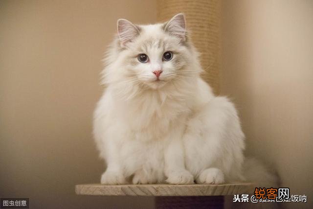 大概多少钱能入手一只品相差不多的海双布偶妹妹呀？