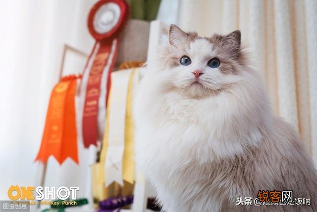 大概多少钱能入手一只品相差不多的海双布偶妹妹呀？