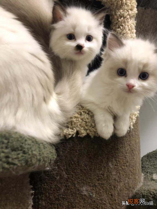 重色布偶猫多少钱一只?咋养?