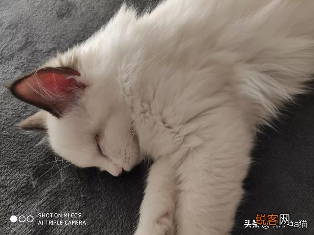 重色布偶猫多少钱一只?咋养?