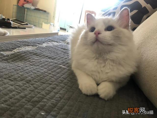 重色布偶猫多少钱一只?咋养?
