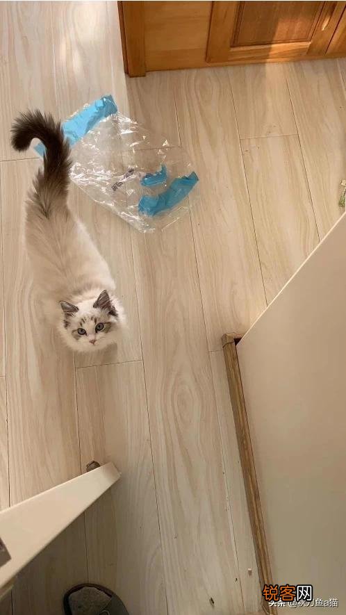 重色布偶猫多少钱一只?咋养?
