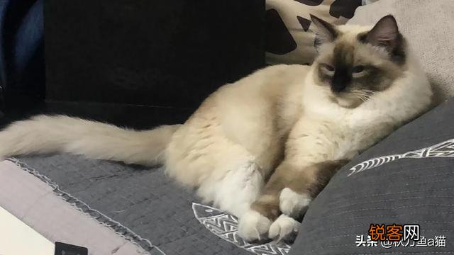 重色布偶猫多少钱一只?咋养?