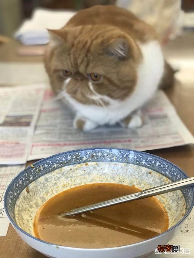 加菲猫与橘猫的混血大约值多少钱?