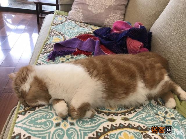 加菲猫与橘猫的混血大约值多少钱?