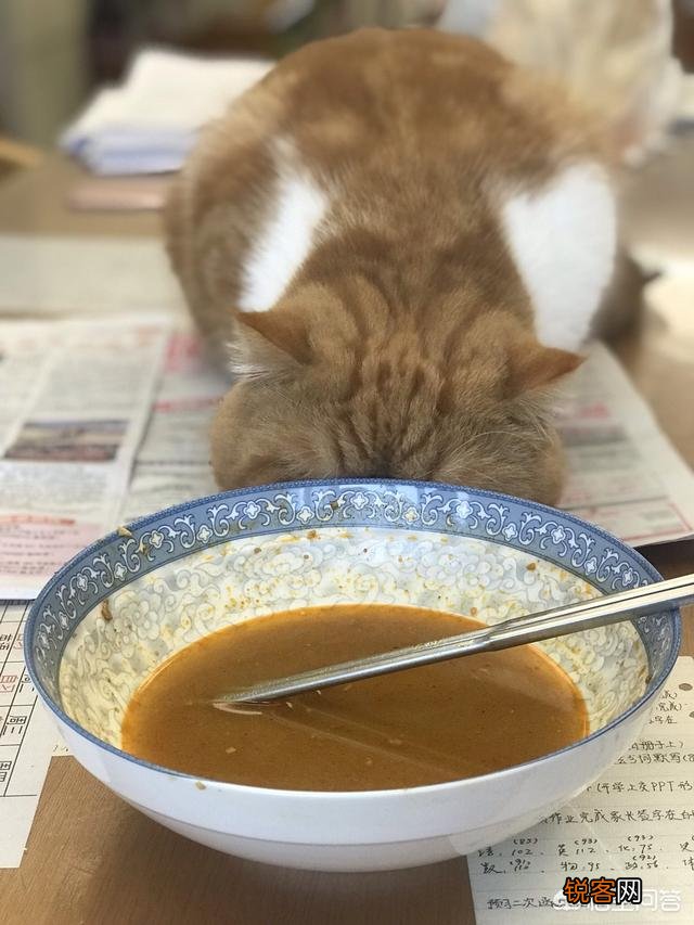 加菲猫与橘猫的混血大约值多少钱?