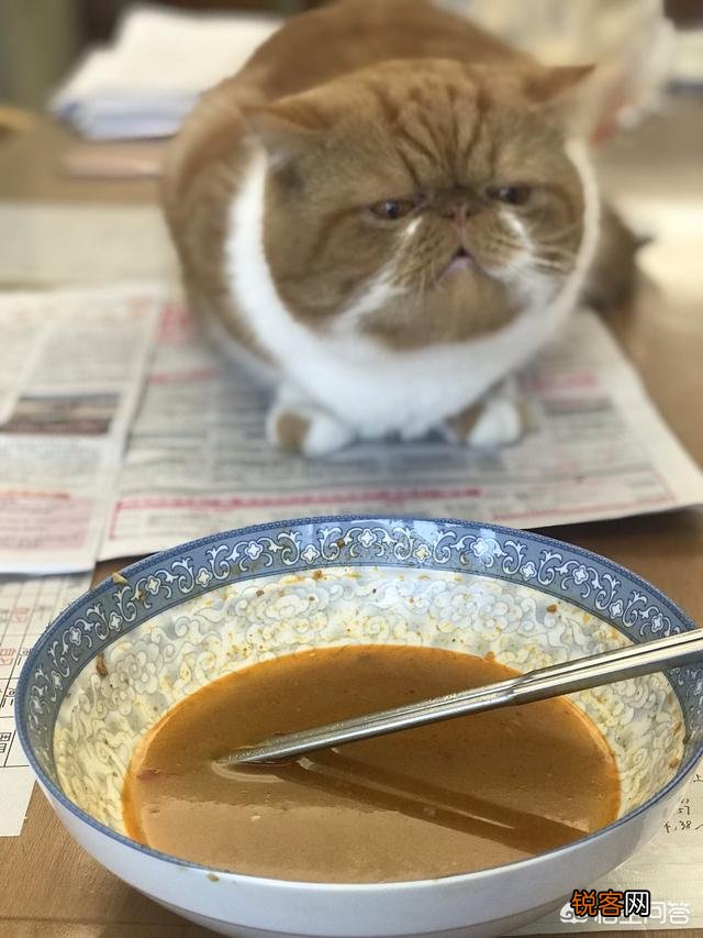 加菲猫与橘猫的混血大约值多少钱?