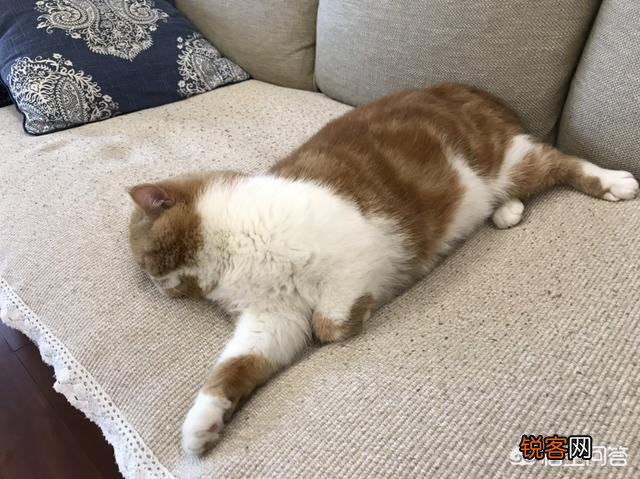 加菲猫与橘猫的混血大约值多少钱?