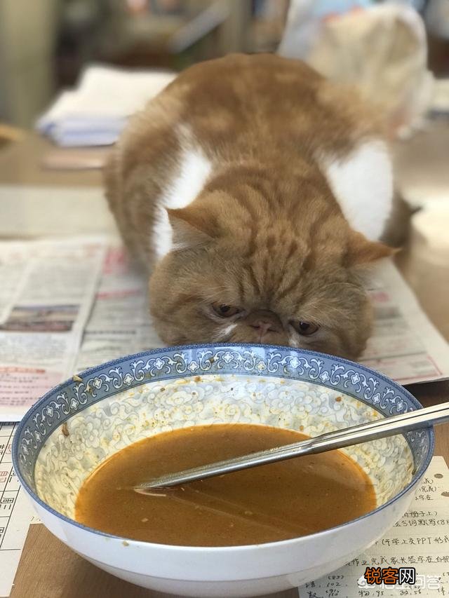 加菲猫与橘猫的混血大约值多少钱?
