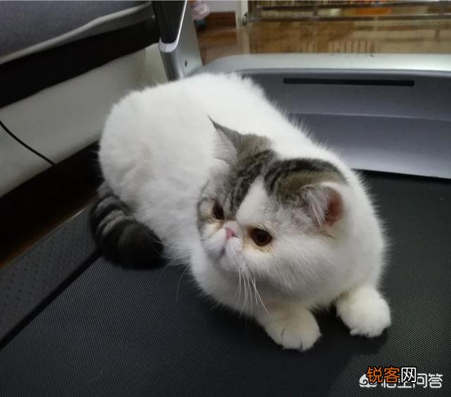 加菲猫与橘猫的混血大约值多少钱?