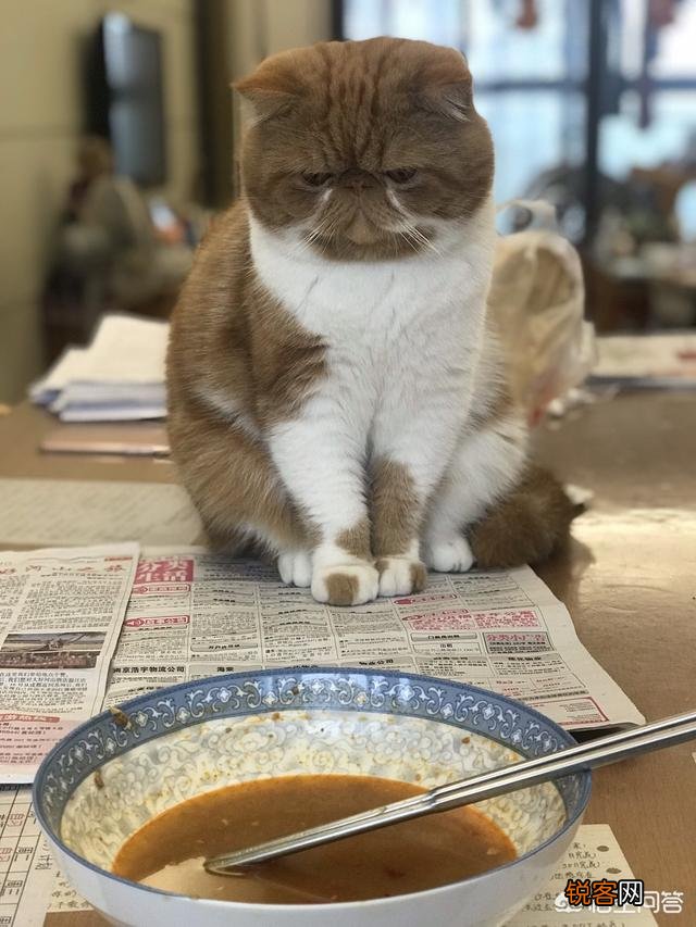 加菲猫与橘猫的混血大约值多少钱?