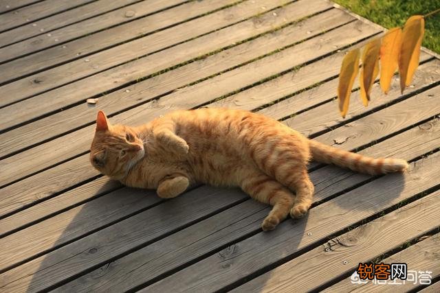 加菲猫与橘猫的混血大约值多少钱?