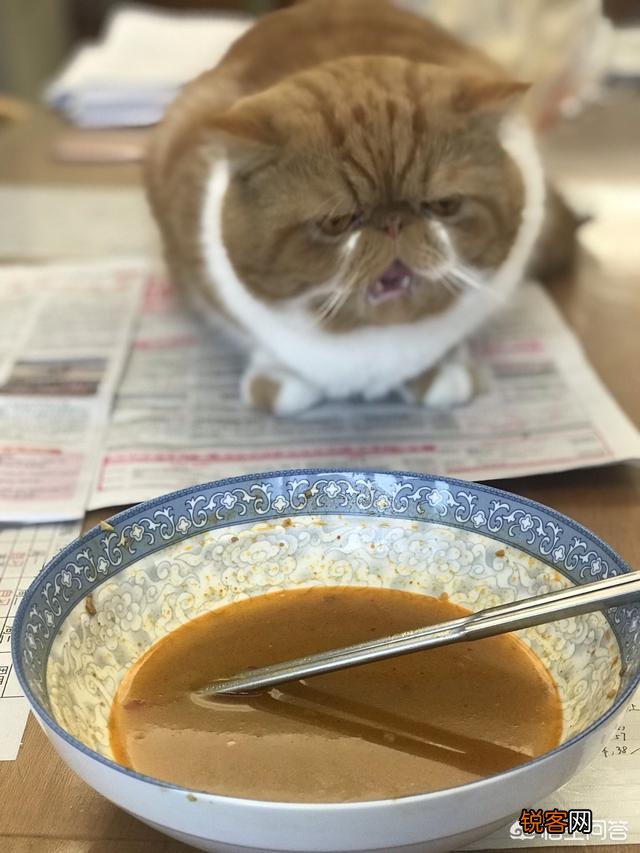 加菲猫与橘猫的混血大约值多少钱?