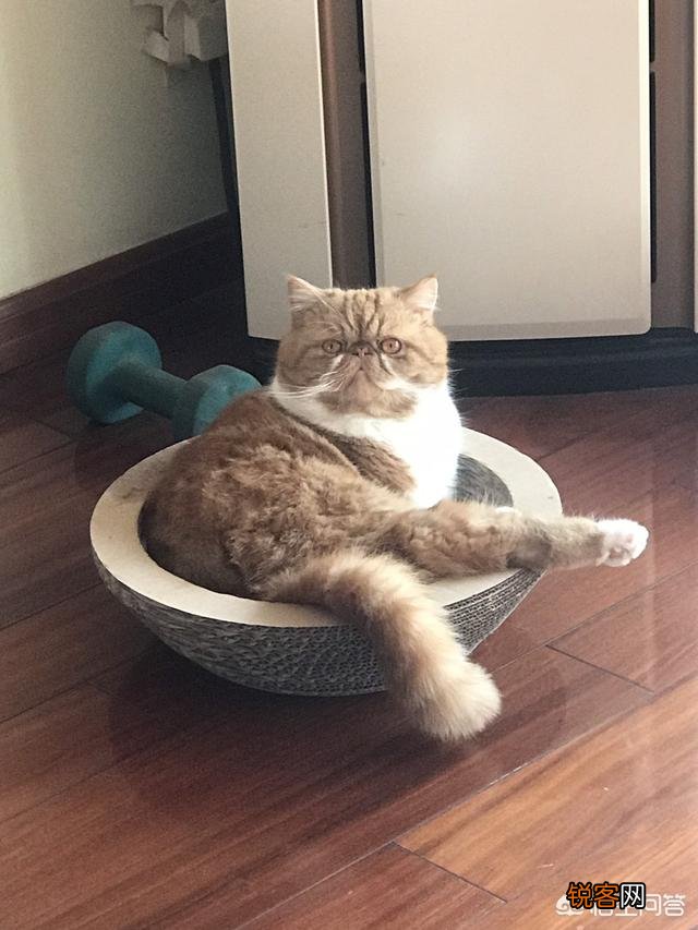 加菲猫与橘猫的混血大约值多少钱?