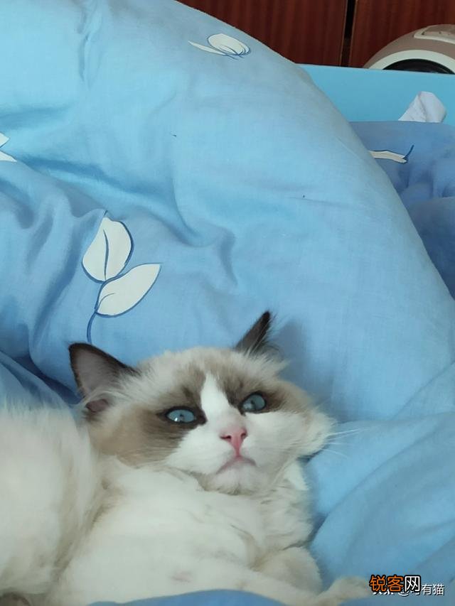 养一只布偶猫一个月需要多少费用？