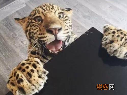 花豹遇到老虎,能逃脱的几率有多大？