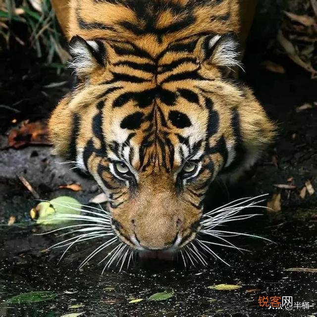 狮子和老虎为什么不吃大猩猩,是因为打不过吗？
