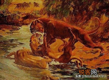 恐猫打得过苏门答腊虎吗?