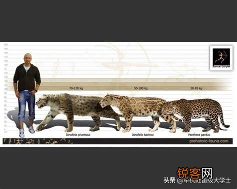 恐猫打得过苏门答腊虎吗?