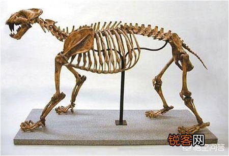 恐猫打得过苏门答腊虎吗?
