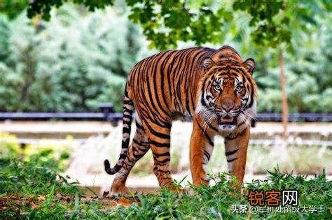 恐猫打得过苏门答腊虎吗?