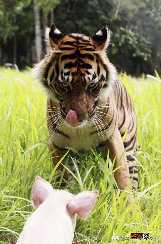 恐猫打得过苏门答腊虎吗?