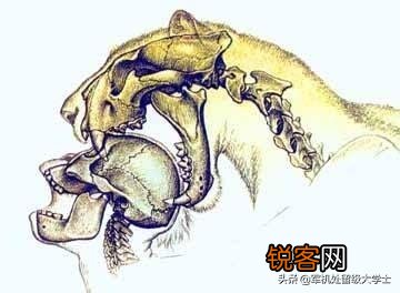 恐猫打得过苏门答腊虎吗?