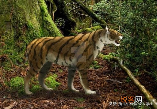 恐猫打得过苏门答腊虎吗?