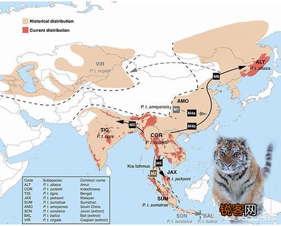可用孟加拉虎或东北虎来丰富华南虎的基因库吗？